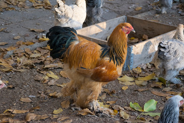 rooster on farm