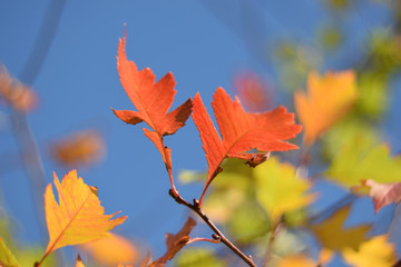 autumn leaves on blue sky