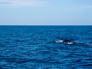 Obraz premium blue whale at Shri Lanka