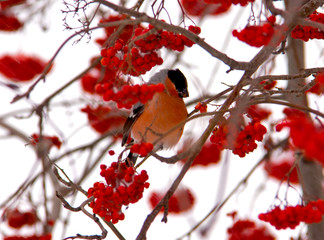 red berries in snow