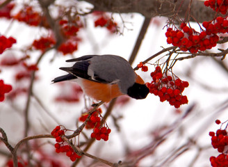 bird on a branch