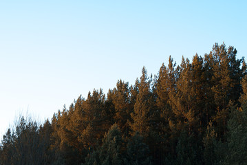 the forest and the sky divide the image diagonally