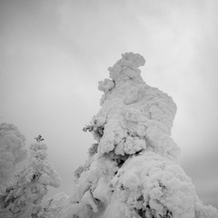 Snow Ghost in Sun Peaks Resort, Sun Peaks, Kamloops, British Columbia, Canada