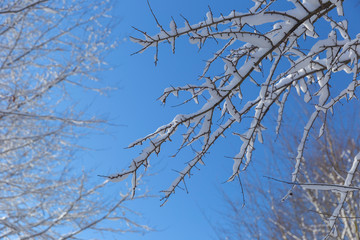 Last melting snow on the branches of trees in the spring