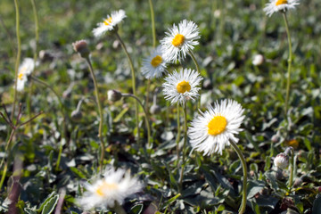 small little flowers in the garden