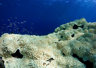 Hard coral bleaching
