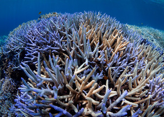 Fototapeta na wymiar Fluorescing, coral in Okinawa