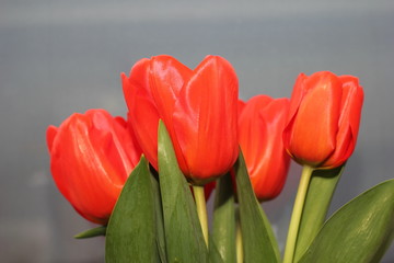 Red Tulips on grey background. Mother's day and women's day concept.