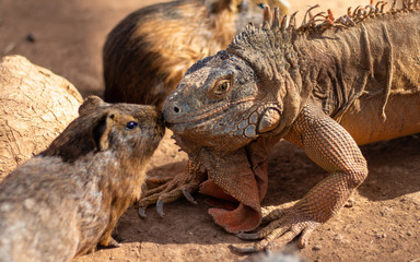 iguana and guinea pig kissing