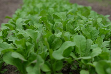 fresh lettuce in the garden