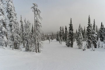 Fototapeta na wymiar Tourist skiing in Sun Peaks Resort, Sun Peaks, Kamloops, British Columbia, Canada