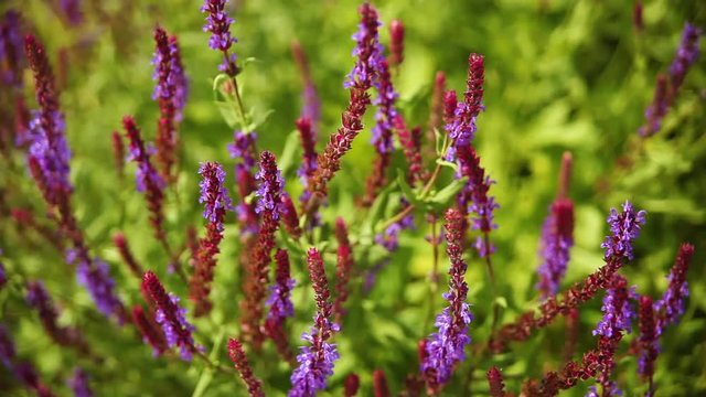 Beautiful purple and red plant in a garden.