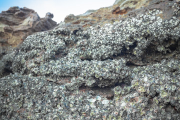 Oysters live in rocks at Tup Kaek beach Krabi.The remains of the oyster shell that is in the rock are sharp. .If stepping on it will cause danger of being hit by a bad shell.
