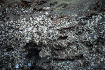 Oysters live in rocks at Tup Kaek beach Krabi.The remains of the oyster shell that is in the rock are sharp. .If stepping on it will cause danger of being hit by a bad shell.