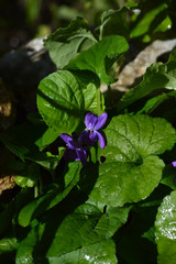 Close-up of a Viola Odorata, Sweet Violet, Wood Violet, Sicily