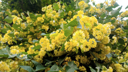  blooming linden branches in soft focus.