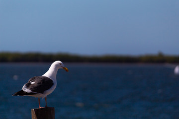  Seagull looking at the horizon on Altata beach