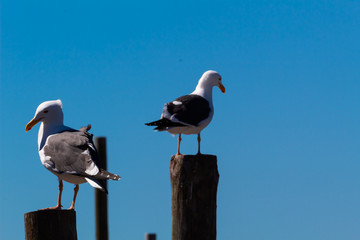  Two seagulls standing in a harbor