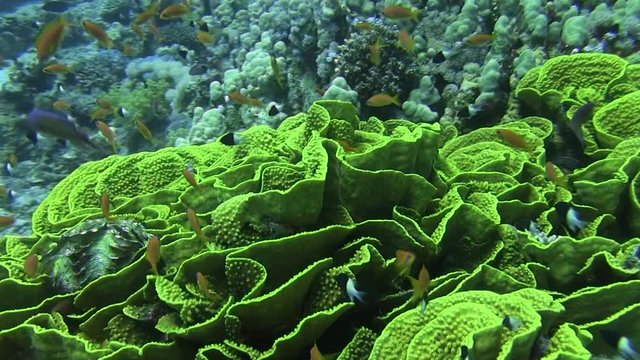 Egypt, diving the Red sea, Soft corel, Hard coral and reef fish