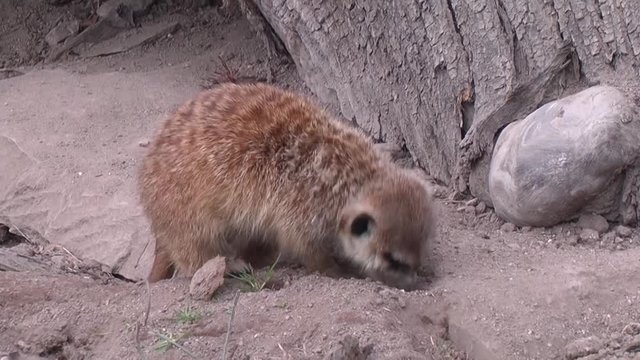 A meerkat or surikat at an animal farm digs in the dirt, looking for food.