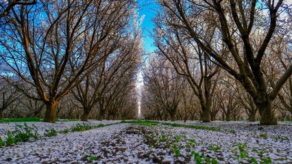 Obraz premium Almond Trees