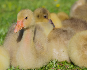 a yellow gosling is in a green grass