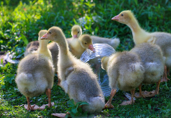 a yellow gosling is in a green grass