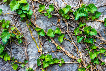 ivy on the wall