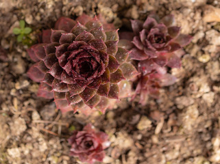 Sempervivum. Red. Rain. Petal. Fresh. Focus. Macro