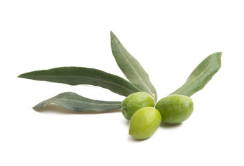 olive branch isolated