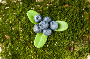 berries blueberries on the moss in the summer forest on a sunny day.