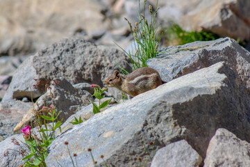 Chipmunk smelling flower in Mt. Rainier, WA