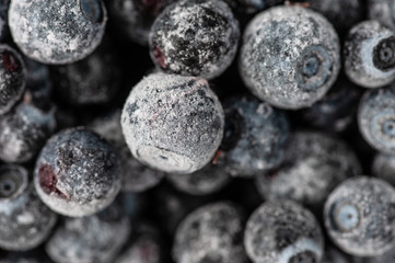   frozen blueberries covered by frost