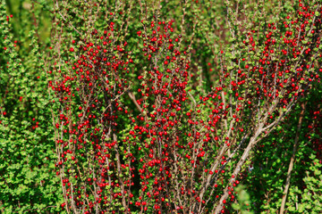 Berberis thunbergii Erecta - barberry fruit © 7monarda