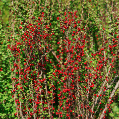 Berberis thunbergii Erecta - barberry fruit