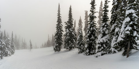 Snow covered trees in Sun Peaks Resort, Sun Peaks, Kamloops, British Columbia, Canada