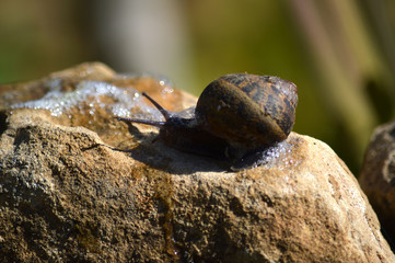Close-up of a Beautiful Snail on a Stone, Nature, Macro
