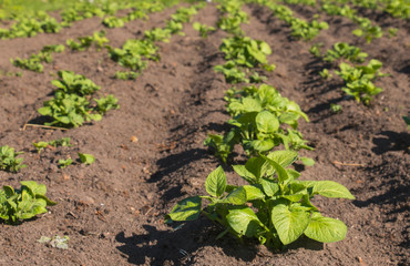 Cultivation on the farm field of potatoes