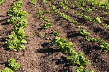 Cultivation on the farm field of potatoes