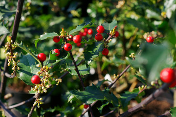 Ilex meserveae Blue Princess - holly fruit