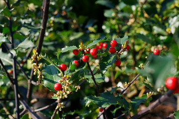 Ilex meserveae Blue Princess - holly fruit