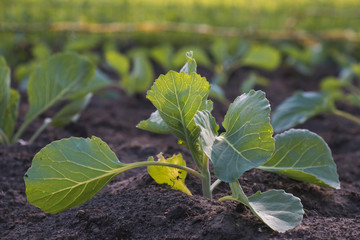 Young shoots of cabbage. Cabbage seedlings in the garden. Greenhouse plants, seedlings in the greenhouse. Gardening. Cultivation of cabbage in soil