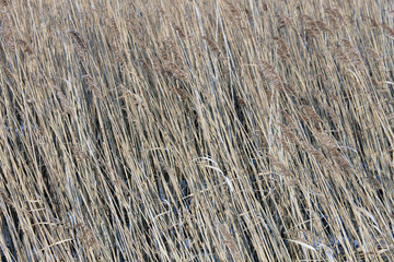 reeds