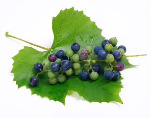 Mączniak rzekomy / downy mildew of grape / Plasmopara viticola - obrazy, fototapety, plakaty