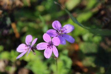 Obraz premium Flores violetas