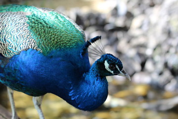 Obraz premium Der Pfau beobachtet aufmerksam seine Umgebung