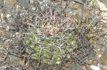 Echinocactus texensis