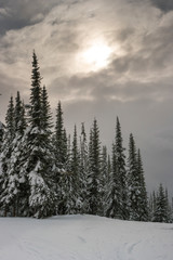 Fototapeta na wymiar Snow covered trees in Sun Peaks Resort, Sun Peaks, Kamloops, British Columbia, Canada