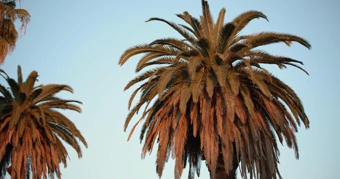 Palm trees sway in the wind during golden hour