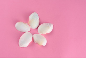 Seashell or sea shell on pink textured background. Original idea from natural material for summer...